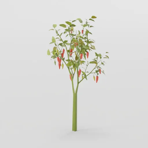 Pepper Plant