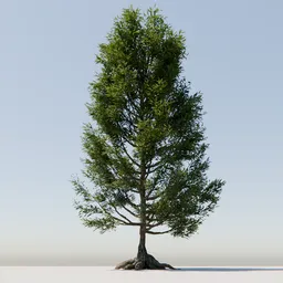 Detailed 3D tree model with intricate roots for use in Blender, high-quality foliage textures.