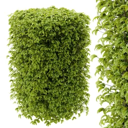 hedge cubic plant