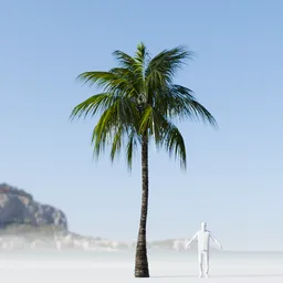 Coconut Tree