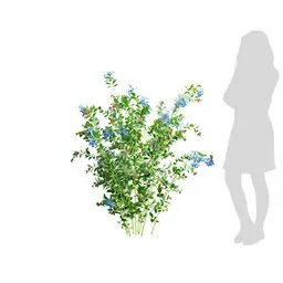 Small Plant  - Ceratostigma