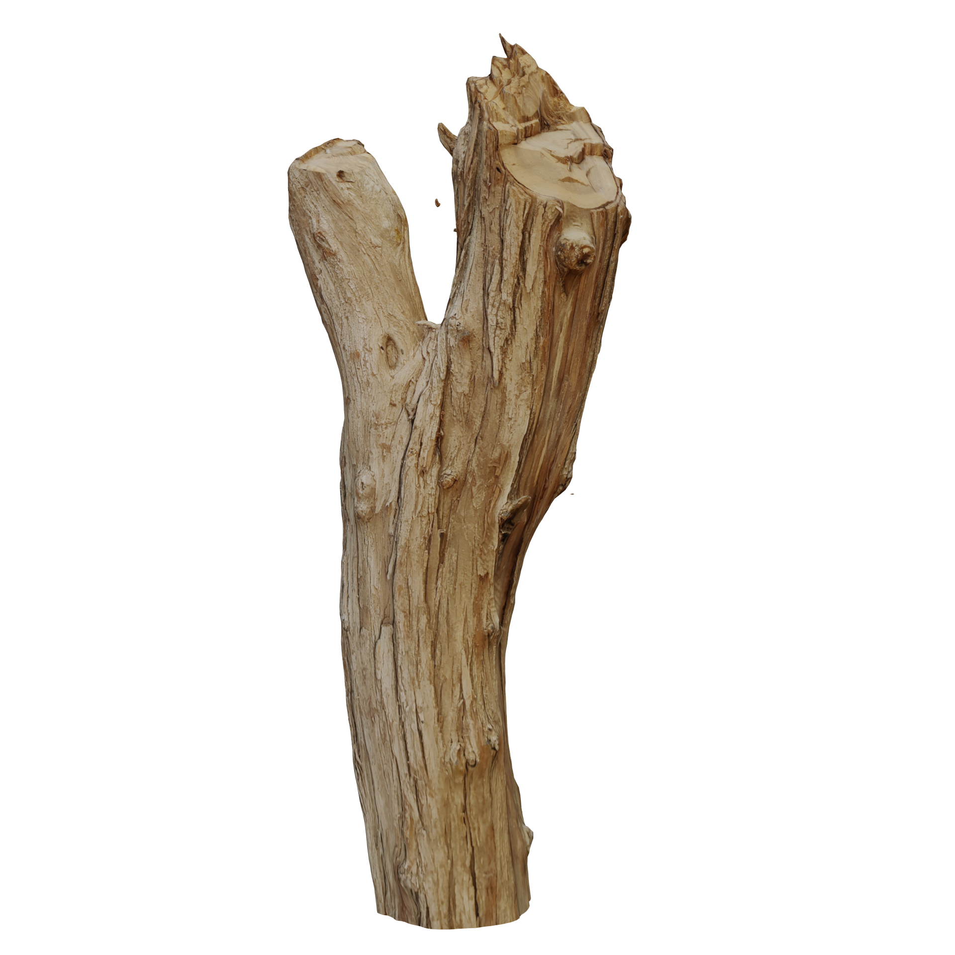 Scanned Tree trunk | FREE Outdoor Plants models | BlenderKit