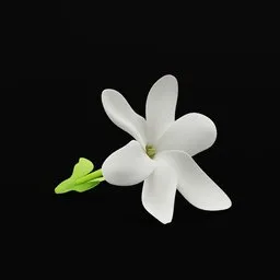 Detailed 3D model of a white Tiare flower with green leaves against a black backdrop, compatible with Blender.