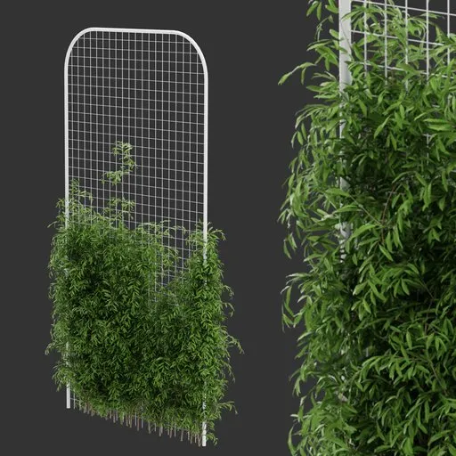 Fence Ivy Simple Plant