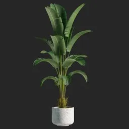 Banana leaf apartment plant