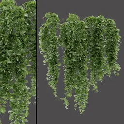 Hanging Leafy Vines