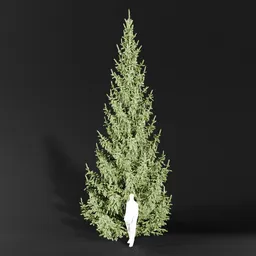Norway Spruce Picea Abies 8.5m