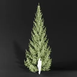 Norway Spruce Picea Abies 8.5m