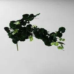Detailed 3D model of Pelargonium with editable geometry nodes, perfect for Blender indoor nature scenes.
