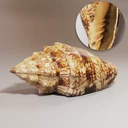 "Photorealistic 3D model of a Voluta ebraea seashell, created using Blender 3D. Featuring intricate details of brown scales and a winding horn, this shell captures the essence of its natural color scheme. Perfect for art and design projects."