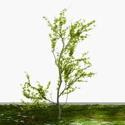 Small Tree