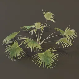 Fan Palm Wide
