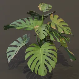 Monestera Plant Young