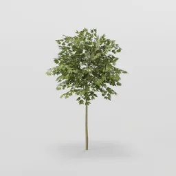 Tiny Mapple Tree