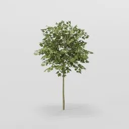 Tiny Mapple Tree