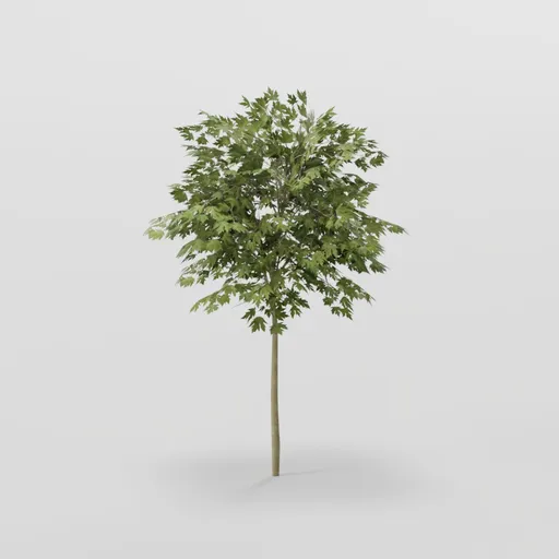 Tiny Mapple Tree