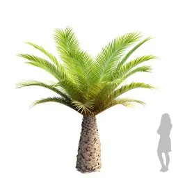 Palm Phoenix Canariensis Small01