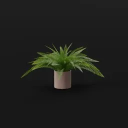 Tropical Fern Lrg Pot