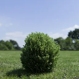 Shurb - BuxtusSempervirens Boxwood