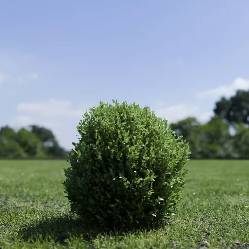 Shurb - BuxtusSempervirens Boxwood