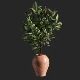 ficus plant