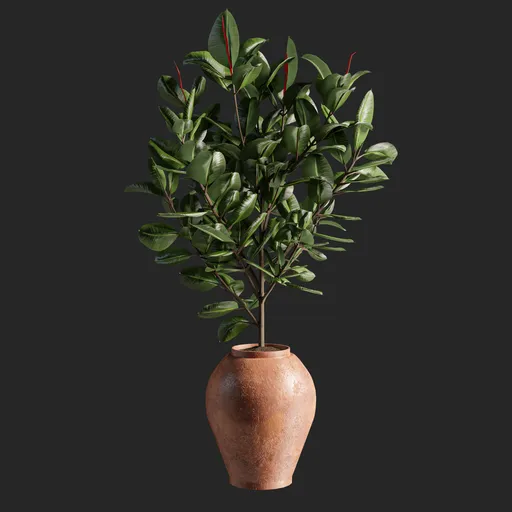 ficus plant