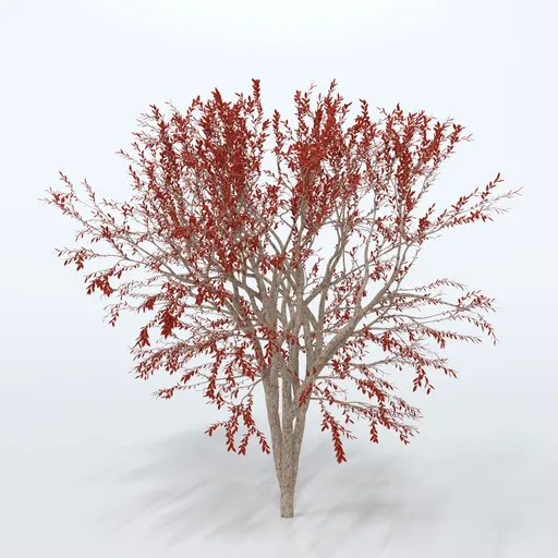 Forest Tree