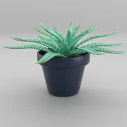 Aloe Vera Plant in Blue Pot