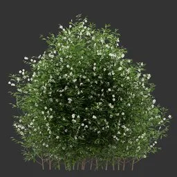 Multiple Flowering Bush Q