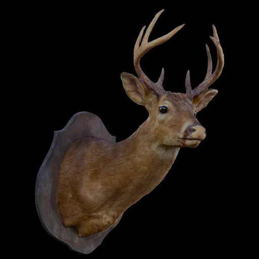 Deer Taxadermy