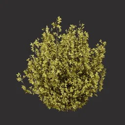 Oregano Bush