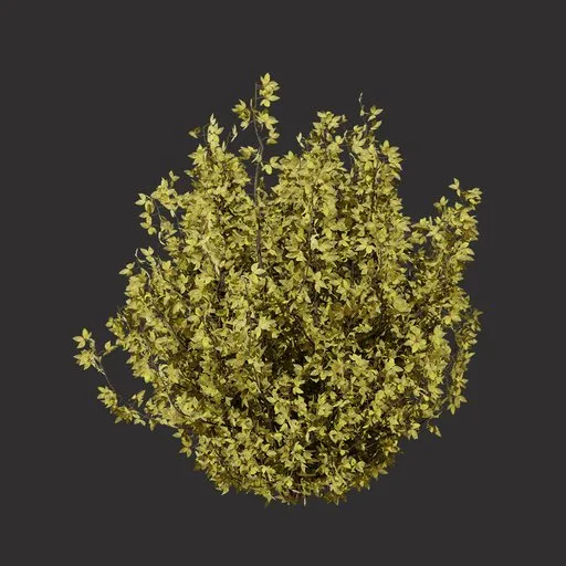 Oregano Bush