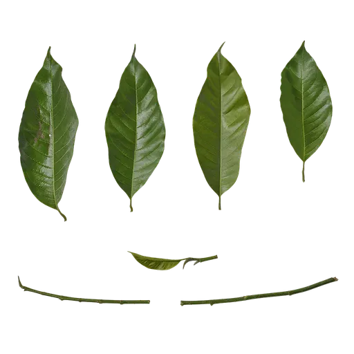 Ficus virens Leaf