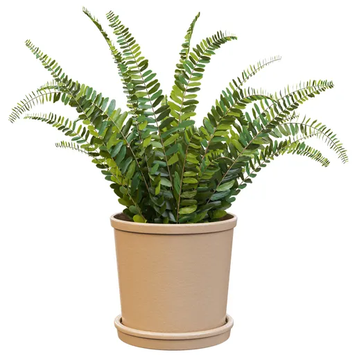Potted Maidenhair Fern