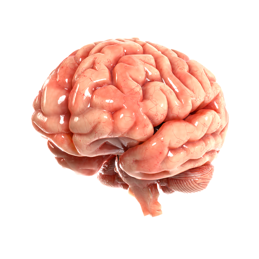 BlenderKit Download the FREE Human Brain model