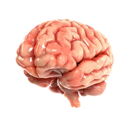 "Realistic human brain 3D model with procedural textures, designed for Blender 3D software. Isometric view from behind with transparent goo and soft image shading. Perfect for medical and scientific visualizations."