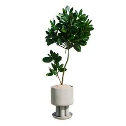 Rubber Ficus Elastica Abidjan Melany