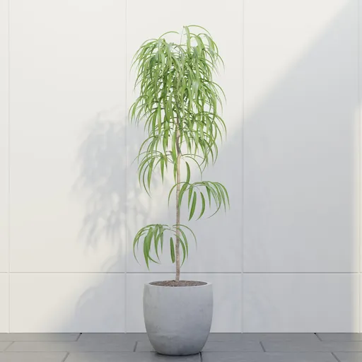 Slim Willow Leaf Ficus