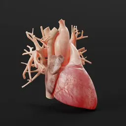 Anatomical Human Heart