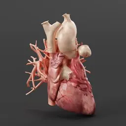 Anatomical Human Heart