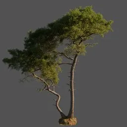 Pine Tree Double