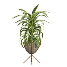 Dracaena Warneckii Lemon Lime Cane