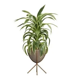 Dracaena Warneckii Lemon Lime Cane
