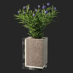 Rosemary plant