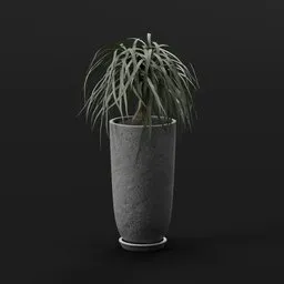 Ponytail Palm in Stone Planter