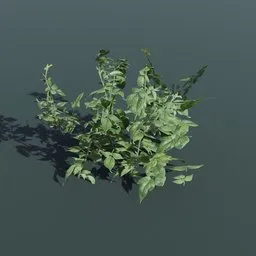 Realistic 3D raspberry bush model with detailed leaves for Blender, suitable for architectural visualization and game environments.