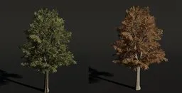 Detailed Siberian Elm 3D model with customizable foliage colors for Blender graphics and animation.
