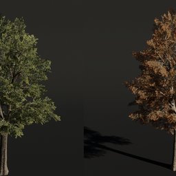 Tree Siberian Elm c1