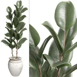 Ficus