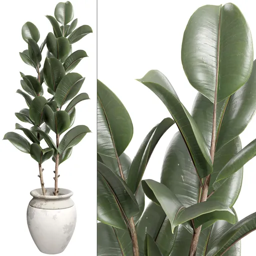 Ficus